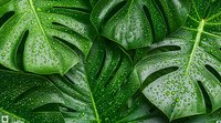 Fresh monstera leaves with water droplets creating natural pattern, vibrant green tropical foliage background for nature and botanical designs.