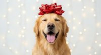 Happy golden retriever dog wearing red gift bow on head with tongue out against bokeh lights background for holiday celebrations and pet greeting cards.