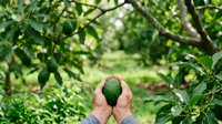 Farmer holding fresh ripe avocado in hands at organic farm orchard. Sustainable agriculture and healthy food production concept for agricultural business and farming industry.