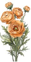 Peach ranunculus flowers with green leaves and stems on white background, botanical art style illustration for wall decor, cards and fabric prints.