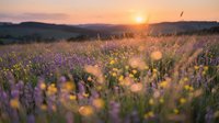Wildflower meadow at golden hour sunset with purple blooms and warm sunlight creating dreamy bokeh effects across rolling countryside landscape.