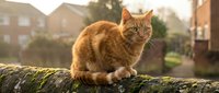 Orange tabby cat sitting on moss-covered stone wall in residential neighborhood during golden hour sunset light creating warm atmospheric pet portrait.