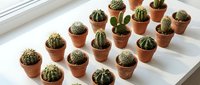Collection of small cacti and succulents in terracotta pots arranged on white windowsill, perfect for home decor, gardening projects, and plant displays.