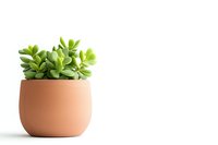 Small green succulent plant growing in terracotta pot against white background, minimalist style home decor and gardening concept for modern interiors.