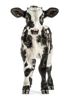 Young Holstein calf standing on white background, front view portrait of black and white spotted dairy cow isolated for agricultural and farming designs.
