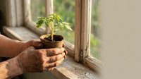 Elderly hands gently holding young green plant seedling in biodegradable pot by sunny window, symbolizing growth, care, and nurturing new life indoors.