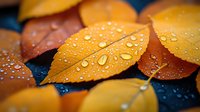 Vibrant yellow and orange autumn leaves with water droplets on dark background, macro photography showing nature details and seasonal change in fall weather.