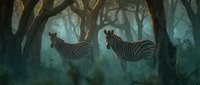 Two zebras standing in misty forest with dramatic lighting and atmospheric fog creating mystical wildlife scene for nature photography and animal art projects.