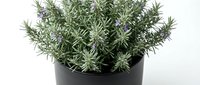 Fresh rosemary herb plant in black pot on white background, aromatic culinary seasoning for cooking and kitchen garden decoration.