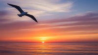 Seagull soaring over ocean at sunset with dramatic colorful sky and calm waters creating peaceful seascape scene for travel and nature concepts.