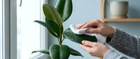 Woman in gray sweater gently cleaning green rubber plant leaves with white cloth in bright modern home interior for houseplant care and maintenance.