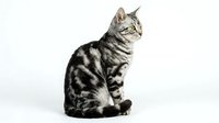 Silver tabby cat sitting gracefully on white background, isolated domestic feline with distinctive striped markings for pet care and animal design projects.