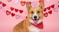 Happy corgi dog wearing red polka dot bandana surrounded by Valentine hearts on pink background for romantic holiday greeting cards and pet love themes.
