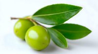 Fresh green olives on branch with vibrant leaves against white background, raw Mediterranean fruit close up macro photography for food and cooking design.