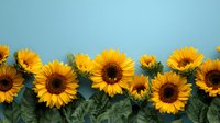 Vibrant sunflowers arranged in a row against a bright blue background, creating a cheerful border for greeting cards, invitations, or seasonal promotions.