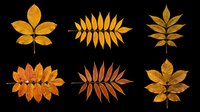 Autumn leaves collection featuring six isolated leaf designs in golden, orange, and brown tones on transparent background. Ready for t-shirt designs, clipart, stickers, sublimation, and print-on-demand projects.