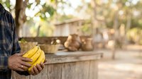 Farmer holding fresh yellow bananas at rural farm with blurred agricultural background and wooden fence, suitable for farming, agriculture, and food production content.