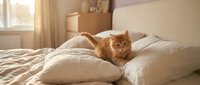 Ginger tabby cat sitting on white pillows and bedding in a bright, sunlit bedroom with warm natural light streaming through window.