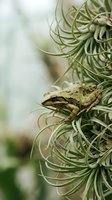 Small brown frog perched on curly air plant tillandsia with soft blurred natural background for wildlife and botanical design projects.