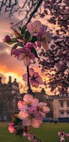 Pink cherry blossoms on branch against dramatic sunset sky with residential buildings in background creating romantic spring evening atmosphere.