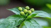 Young green ginseng berries growing on branch with fresh leaves in natural environment, medicinal plant close up macro photography for herbal medicine.