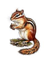 Chipmunk standing on mossy log with paws raised, isolated on white background. Suitable for wildlife clipart, children's books, nature designs, and educational materials.