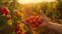 Fresh ripe cherry tomatoes in farmer's hand against sunset garden background, golden hour lighting creates warm atmospheric glow through green vines.