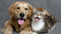 Happy golden retriever dog and smiling tabby cat together against gray background, friendly pets showing tongues, domestic animals portrait.