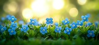Small blue forget-me-not flowers blooming in spring garden with soft bokeh background and warm sunlight creating peaceful natural scene.