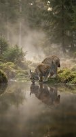 Wild lynx drinking water from forest stream with perfect reflection in misty woodland habitat during golden hour light creating atmospheric wildlife scene.