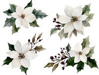 White poinsettia flowers with holly leaves and red berries on isolated background, watercolor style botanical elements for winter holiday designs.