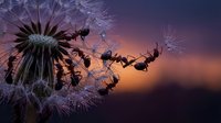 Ants climbing dandelion seed head at sunset with flying seeds dispersing in warm evening light creating magical nature scene for teamwork concepts.