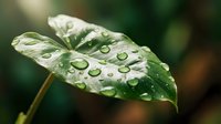 Green leaf covered with fresh water droplets after rain, ideal for nature, gardening, and environmental design projects.