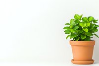 Green leafy houseplant in traditional terracotta pot and saucer against white wall background, minimalist home decor composition with copy space.