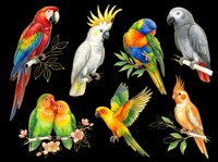 Colorful parrot collection featuring macaws, cockatoos, and lovebirds isolated on transparent background. Ready for t-shirt designs, clipart, stickers, sublimation, and print-on-demand products.