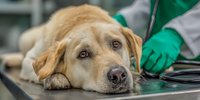 Golden retriever dog lying on veterinary examination table during medical checkup with veterinarian in green gloves providing healthcare treatment.