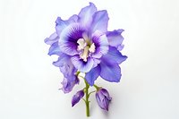 Delicate purple delphinium flower with ruffled petals and white center isolated on white background, showcasing intricate botanical details and soft gradient coloring.