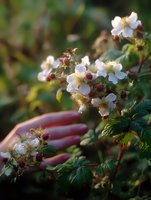 Delicate white blackberry blossoms with unripe red berries on branch, female hand gently touching flowers in soft evening light against blurred natural background.