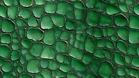 Abstract emerald green crackled texture with dark borders creating organic cellular pattern. Natural reptilian surface design for backgrounds and creative projects.