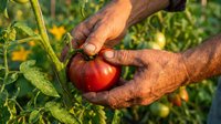 Farmer hands carefully harvesting fresh ripe red tomato from vine in organic garden. Agricultural worker picking homegrown vegetables during summer harvest season.