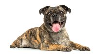 Happy brindle pug mix dog lying down with tongue out against white background, isolated pet portrait for veterinary and animal care marketing.