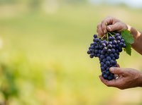 Farmer holding fresh dark grapes with green leaves in vineyard field. Harvest time agriculture concept for wine production and organic farming.