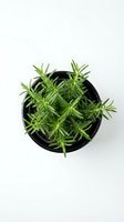 Fresh rosemary herb plant in black pot isolated on white background for culinary cooking and kitchen garden design projects.