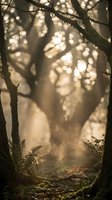 Mystical forest scene with golden sunlight streaming through ancient trees creating magical atmosphere with ferns and moss-covered ground for nature backgrounds.