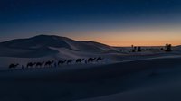 Camel caravan silhouettes crossing desert dunes at twilight with dramatic orange and blue sky gradient creating peaceful nomadic journey atmosphere.
