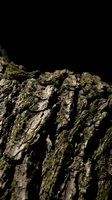 Detailed close-up of weathered tree bark with moss and lichen growth on black background for natural texture design projects.