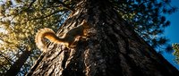 Curious red squirrel climbing up massive tree trunk in sunlit forest with blue sky background, wildlife nature photography for outdoor adventure content.