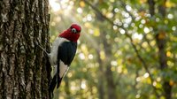 Red-headed woodpecker perched on tree trunk in natural forest habitat with sunlight filtering through green foliage creating bokeh background.