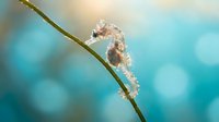 Tiny seahorse clinging to seagrass blade in tropical waters with soft blue bokeh background for marine life and underwater photography projects.