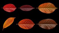 Autumn leaves in red, burgundy, orange, and brown tones isolated on transparent background. Ready for clipart, t-shirt design, stickers, sublimation, print-on-demand products, and digital crafts.